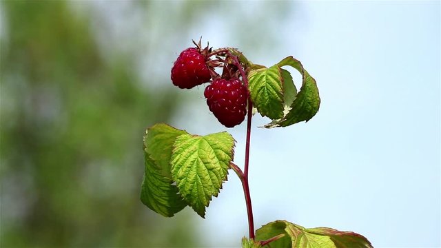 Close view of a raspberry bush with ripe red berries