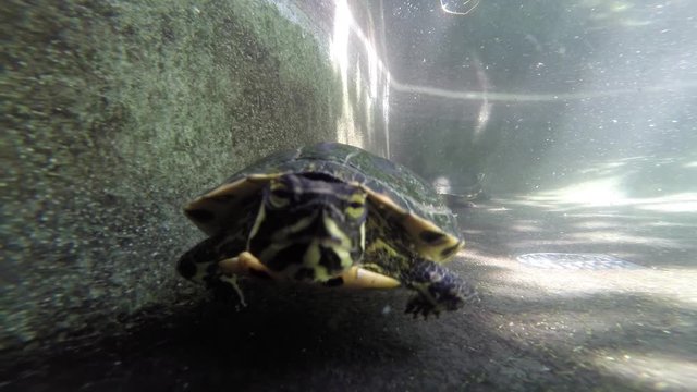 Yellow-Bellied Slider (Trachemys scripta scripta)