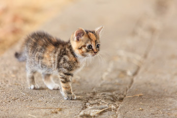 Little cute kitten kitty cat pet animal.