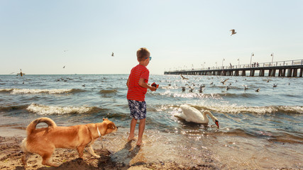 Little boy with beautiful swan.