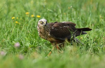 Marsh harrier (Circus aeruginosus) - male