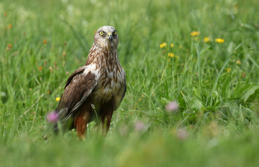 Marsh harrier (Circus aeruginosus) - male