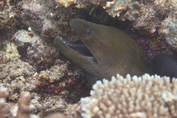 Obraz premium moray eel with open jar