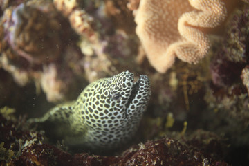 spotted moray eel
