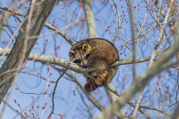 Raccoon huddled for warmth in a tree.