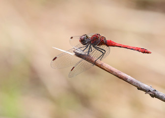 Colorful red dragonfly on a stick of wood against a blurred brown background