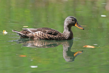Female mallard duck swimming in green water with reflections
