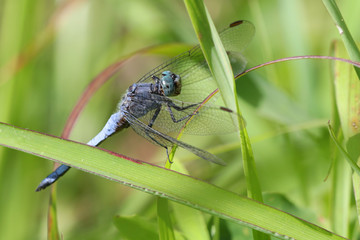 Colorful blue dragonfly on a strand of grass against a blurred green background