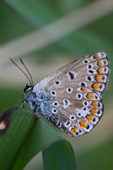 Colorful tiny blue butterfly against a blurred green background