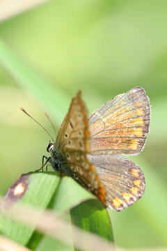 Colorful orange butterfly against a blurred green background
