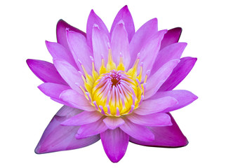 Purple lotus flower isolated on white with clipping path