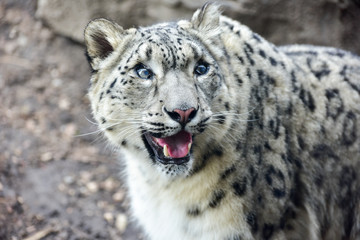 Snow Leopard © demerzel21