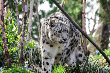 Snow Leopard © demerzel21