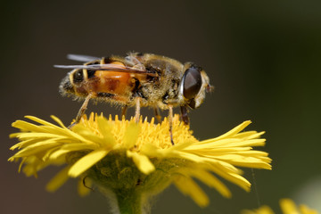 Hoverflies, Diptera