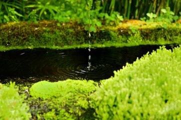 Washbasin of Japanese garden, Kyoto Japan.
蹲　