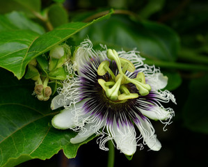 passion flower close up