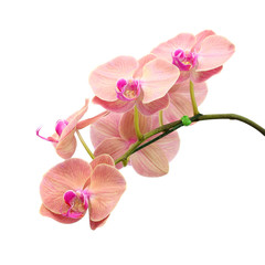 pink orchid  isolated on white background
