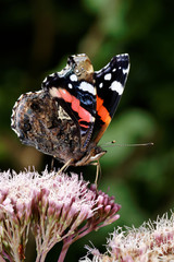 Red Admiral, Vanessa atalanta
