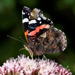 Red Admiral, Vanessa atalanta
