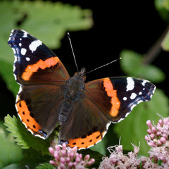 Red Admiral, Vanessa atalanta