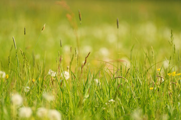 Green grass background