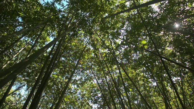 Bright Sun Through Bamboo Tree Crowns