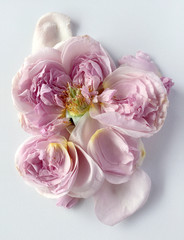 English rose isolated on white background. Deep focus.