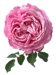 English rose isolated on white background. Deep focus.__with clipping path
