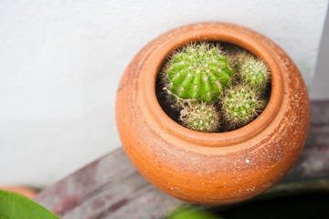Cactus in clay pot; outdoor natural garden decoration