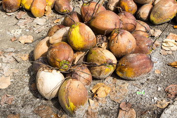 harvested coconuts on a pile, Nusa Penida -Bali, Indonesia