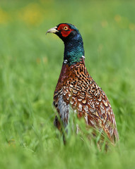 Ringneck Pheasant (Phasianus colchicus)