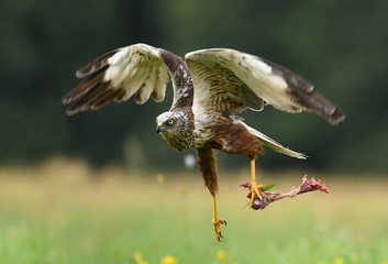 Marsh harrier (Circus aeruginosus) - male