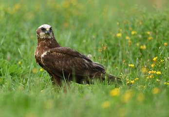 Marsh harrier (Circus aeruginosus) - female