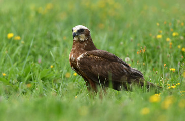Marsh harrier (Circus aeruginosus) - female