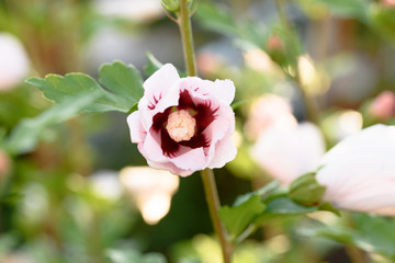 Weißer Hibiscus halboffen
