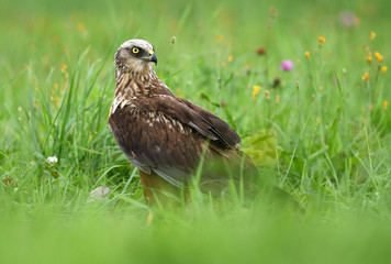 Marsh harrier (Circus aeruginosus) - male