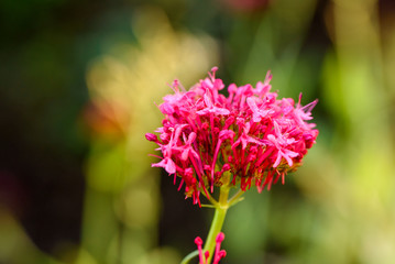 Rote Sportblume - Centranthus ruber - mit Tautropfen auf den Blättern