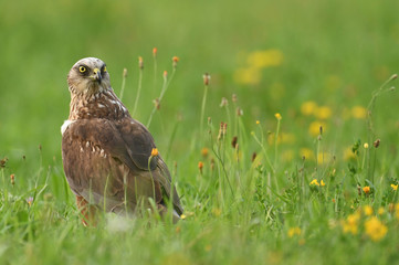 Marsh harrier (Circus aeruginosus) - male