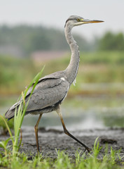 grey heron