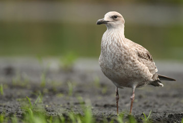 Gull