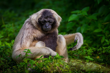 Very close up of Pileated gibbon (Hylobates pileatus)