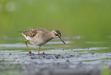 Wood Sandpiper (Tringa glareola)
