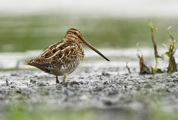 Common Snipe (Gallinago gallinago)