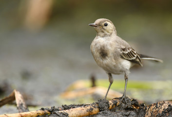 White Wagtail (Motacilla alba)