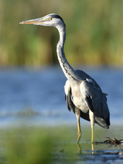 Grey heron (Ardea cinerea)