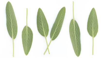 Sage Benefits Anti-inflammatory, Antiseptic and antibacterial, R