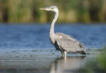Grey heron (Ardea cinerea)