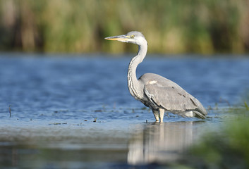 Grey heron (Ardea cinerea)