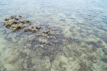Coral stone in water on sea sand