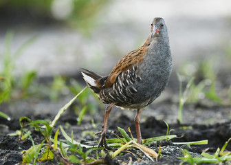 Water Rail - Rallus aquaticus